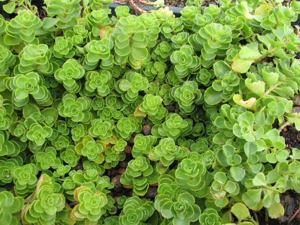 Растение для зелёной крыши